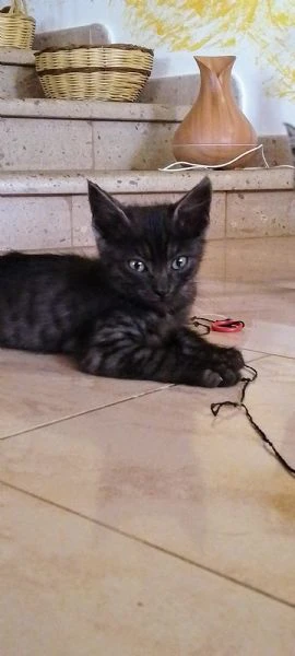 gattini abbandonati  | Foto 0