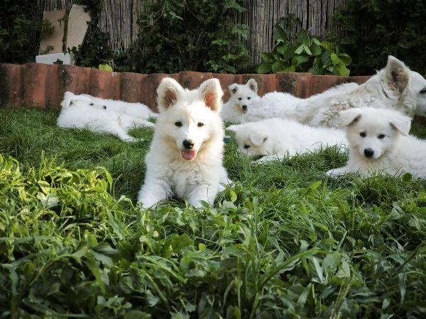 cuccioli di pastore svizzero bianco | Foto 3