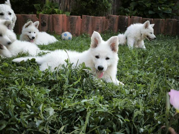 cuccioli di pastore svizzero bianco | Foto 2