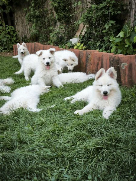 cuccioli di pastore svizzero bianco