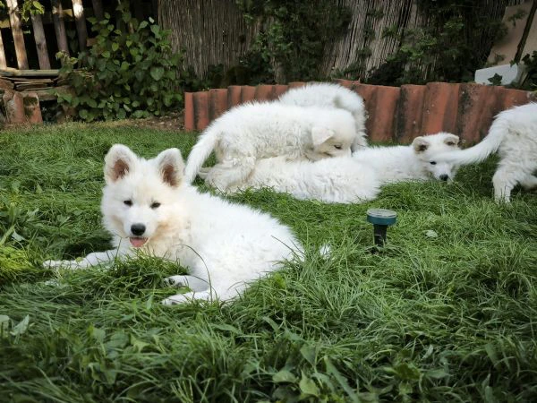 cuccioli di pastore svizzero bianco | Foto 1
