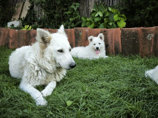 cuccioli di pastore svizzero bianco | Foto 0
