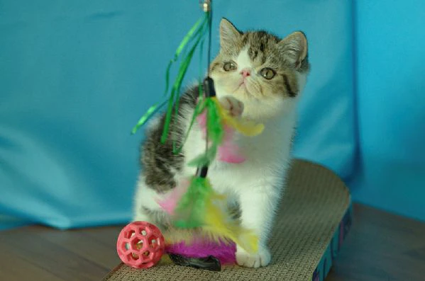 exotic shorthair maschio brown white tabby | Foto 1