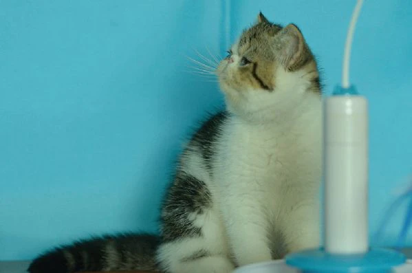 exotic shorthair maschio brown white tabby | Foto 0
