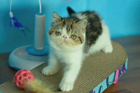 exotic shorthair maschio brown white tabby