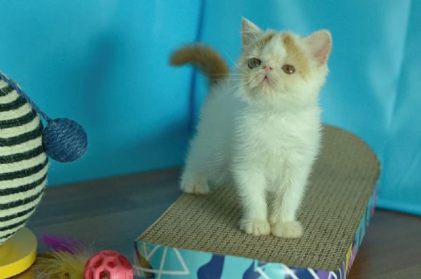 exotic shorthair red white maschio | Foto 1