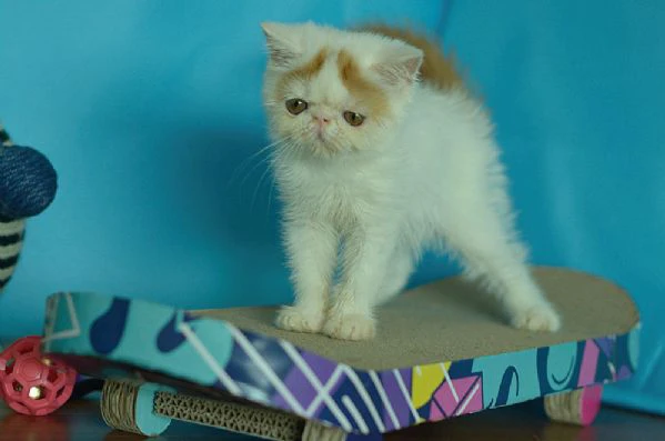 exotic shorthair red white maschio | Foto 0