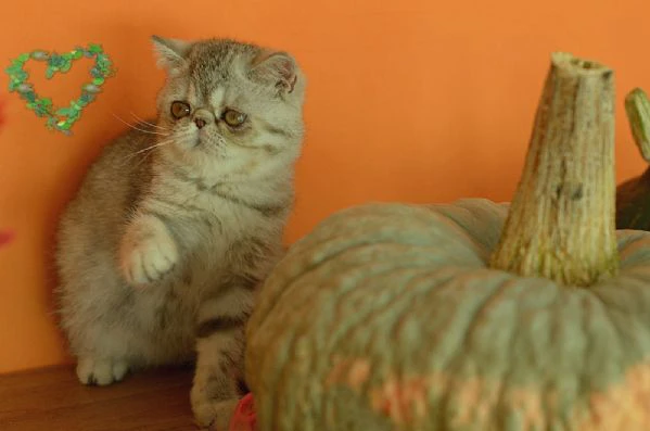 exotic shorthair cuccioli