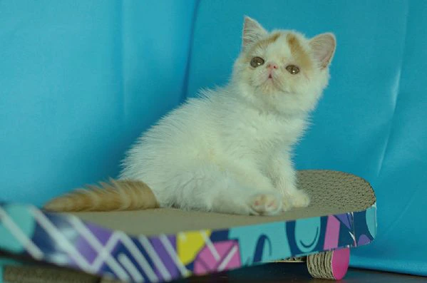 exotic shorthair red white maschio