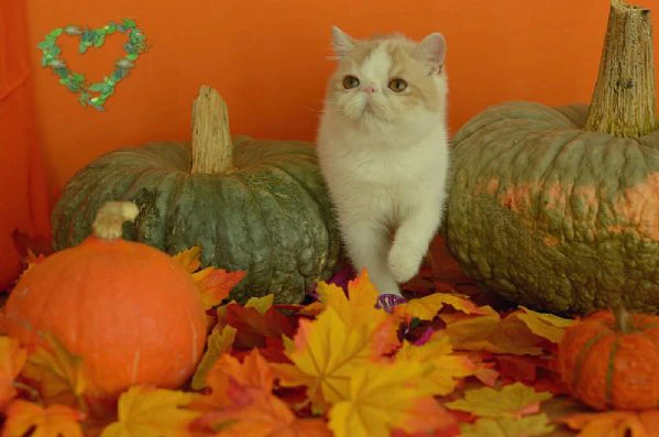 exotic shorthair cuccioli | Foto 2