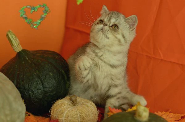 exotic shorthair cuccioli | Foto 1