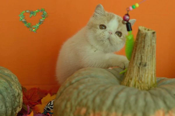 exotic shorthair cuccioli | Foto 0