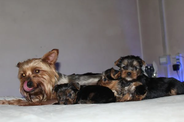 cuccioli di yorkshire terrier disponibili dal 14/07/2025 | Foto 6