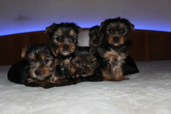 cuccioli di yorkshire terrier disponibili dal 14/07/2025