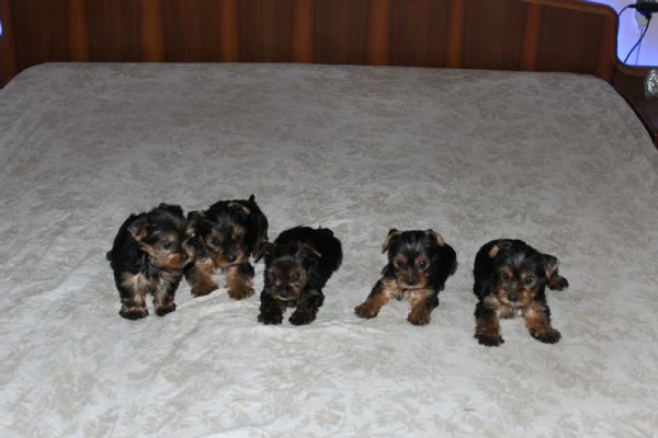 cuccioli di yorkshire terrier disponibili dal 14/07/2025 | Foto 4