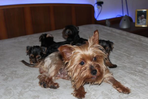 cuccioli di yorkshire terrier disponibili dal 14/07/2025 | Foto 3
