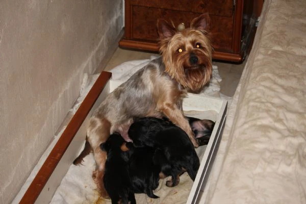 cuccioli di yorkshire terrier disponibili dal 14/07/2025 | Foto 2