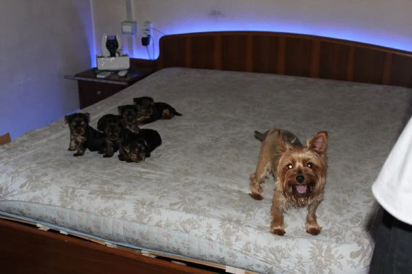 cuccioli di yorkshire terrier disponibili dal 14/07/2025 | Foto 0