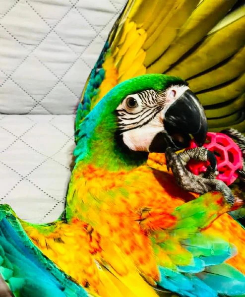 playful macaw bird is available  | Foto 1