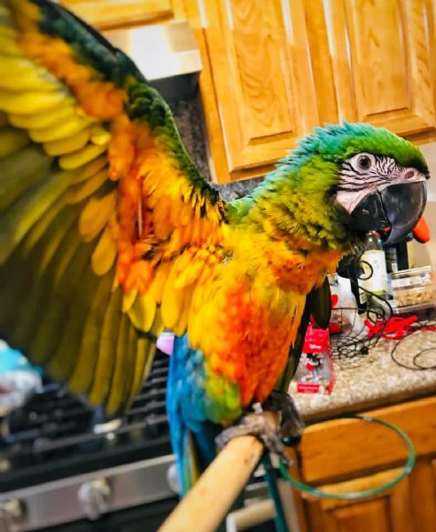 playful macaw bird is available 