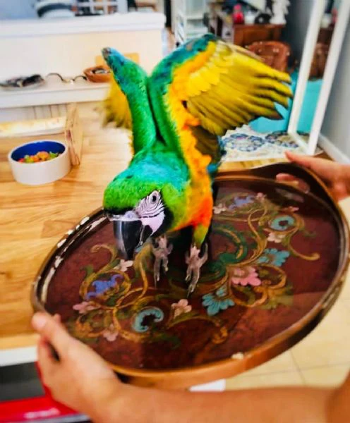 playful macaw bird is available  | Foto 0