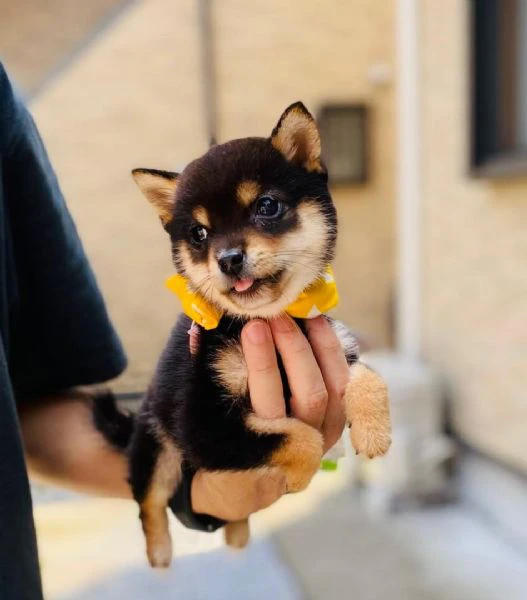 lovely shiba inu puppy is available  | Foto 1