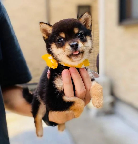 lovely shiba inu puppy is available 