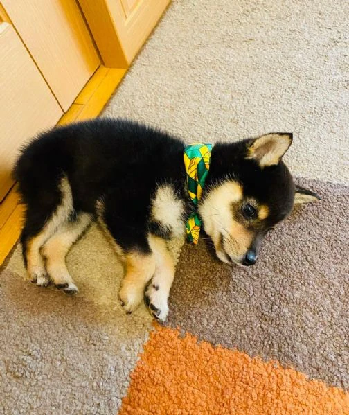 lovely shiba inu puppy is available  | Foto 0