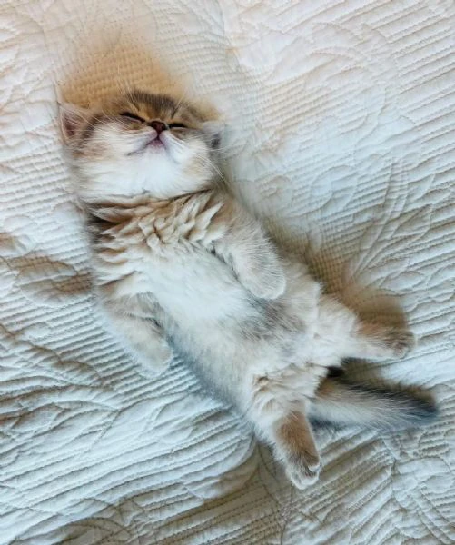friendly munchkin kitten is available  | Foto 1