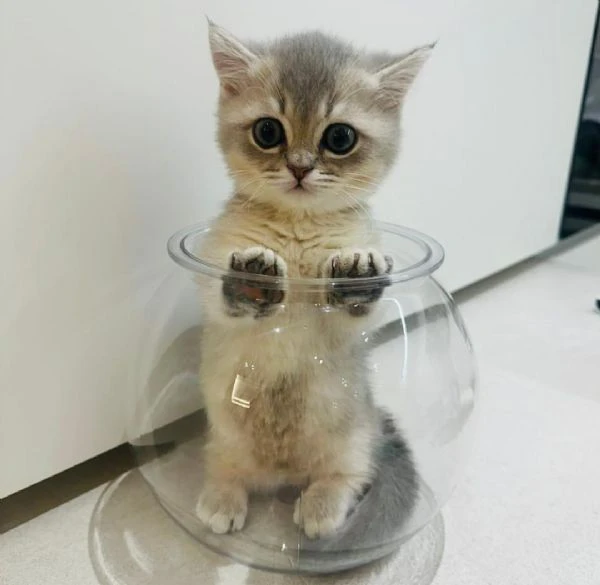 friendly munchkin kitten is available 