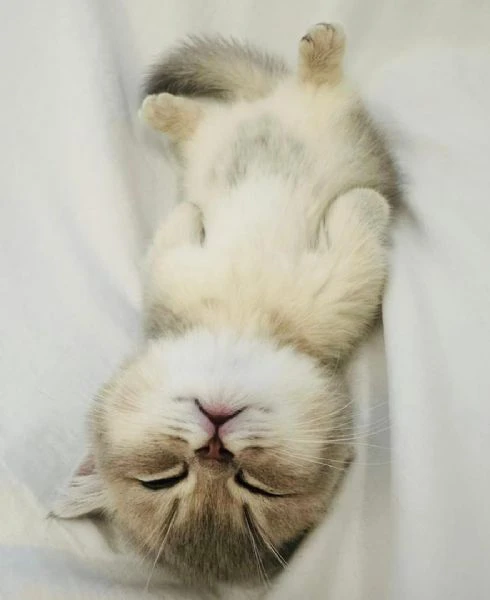 friendly munchkin kitten is available  | Foto 0