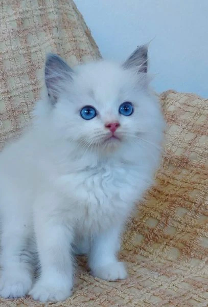 gattino ragdoll blue bicolor