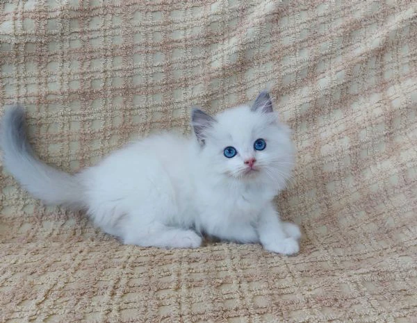 gattino ragdoll blue bicolor | Foto 0