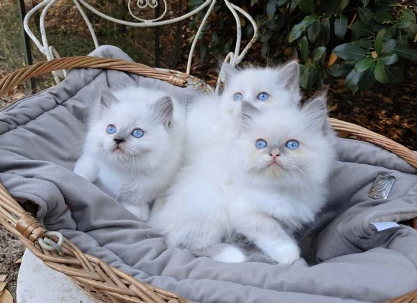 gattini ragdoll con pedigree