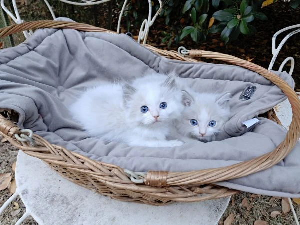 gattini ragdoll con pedigree | Foto 0