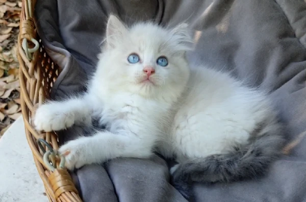 cuccioli ragdoll con pedigree | Foto 2