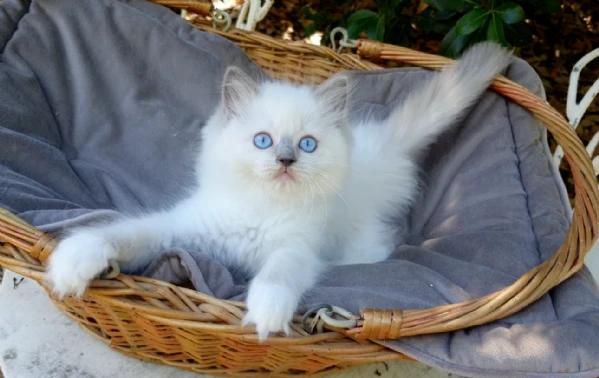 cuccioli ragdoll con pedigree | Foto 1