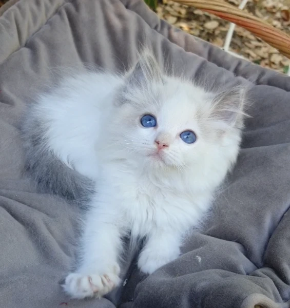 cuccioli ragdoll con pedigree | Foto 0