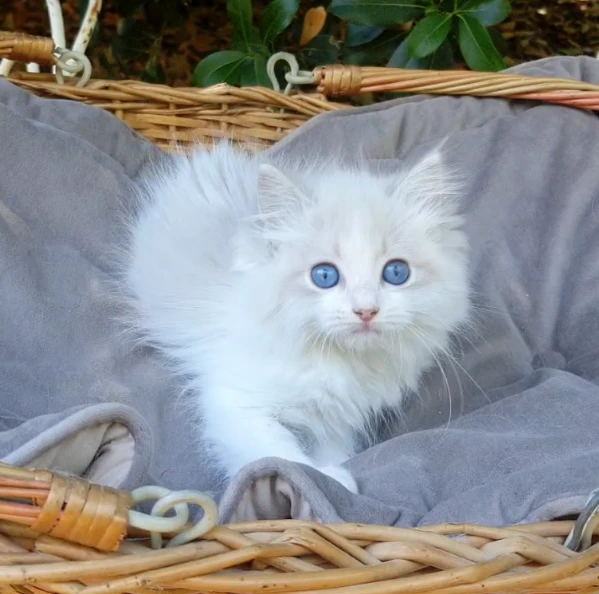 cuccioli ragdoll con pedigree