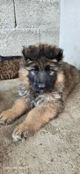 cuccioli di pastore tedesco a pelo lungo | Foto 6