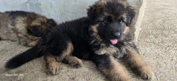 cuccioli di pastore tedesco a pelo lungo | Foto 5