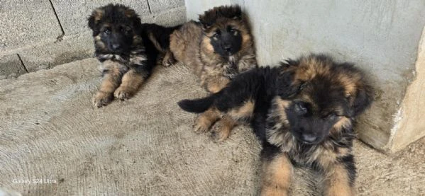 cuccioli di pastore tedesco a pelo lungo | Foto 4