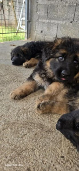 cuccioli di pastore tedesco a pelo lungo | Foto 3