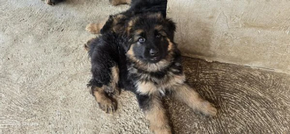 cuccioli di pastore tedesco a pelo lungo | Foto 2