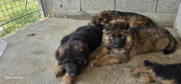 cuccioli di pastore tedesco a pelo lungo | Foto 1