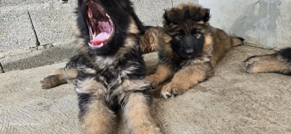 cuccioli di pastore tedesco a pelo lungo | Foto 0