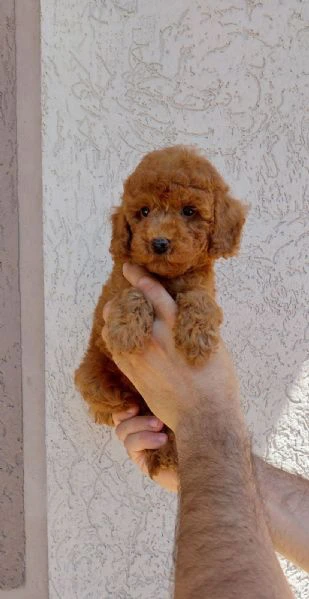 cuccioli di barboncino nano e toy | Foto 2