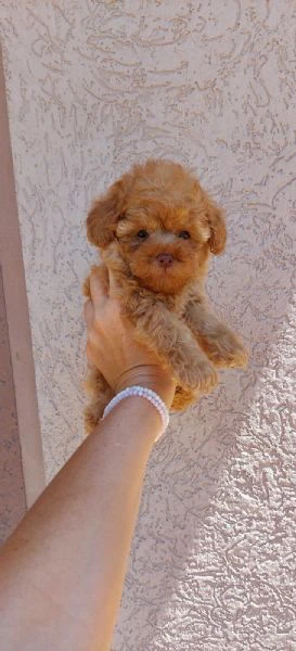 cuccioli di barboncino nano e toy | Foto 0