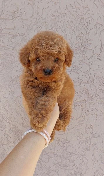 cuccioli di barboncino nano e toy