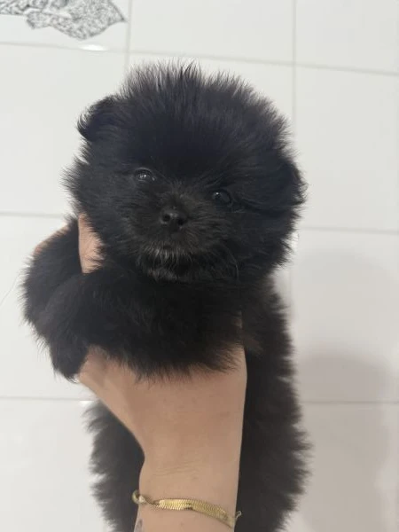 cuccioli di volpino di pomerania  | Foto 4